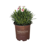 pink evergreen perennial dianthus flower fragrant