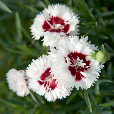 Coconut Surprise Dianthus featuring white flower clusters with red centers in front of green leaves