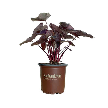 2 gallon black ripple colocasia for sale with deep purple and green foliage and burgundy to maroon stems in a southern living plants pot on a white background
