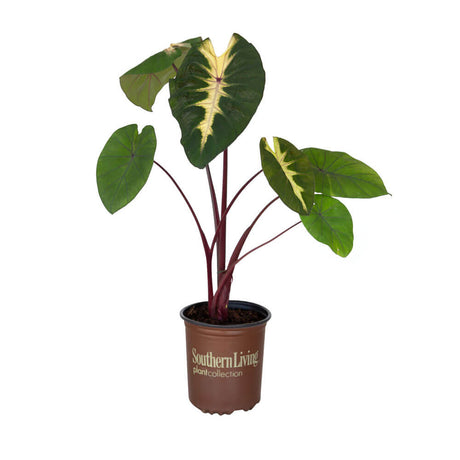 2.5 Quart Waikiki Colocasia for sale with green leaves and pink and cream variegation in a brown southern living plants container on a white background