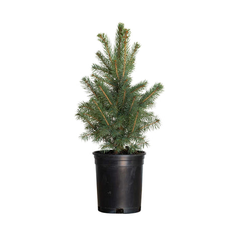 2.5 Quart Colorado Baby Blue Spruce with bluish green foliage in a black nursery pot on a white background