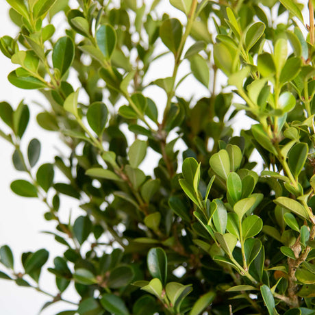 Small rounded foliage of the Japanese Holly