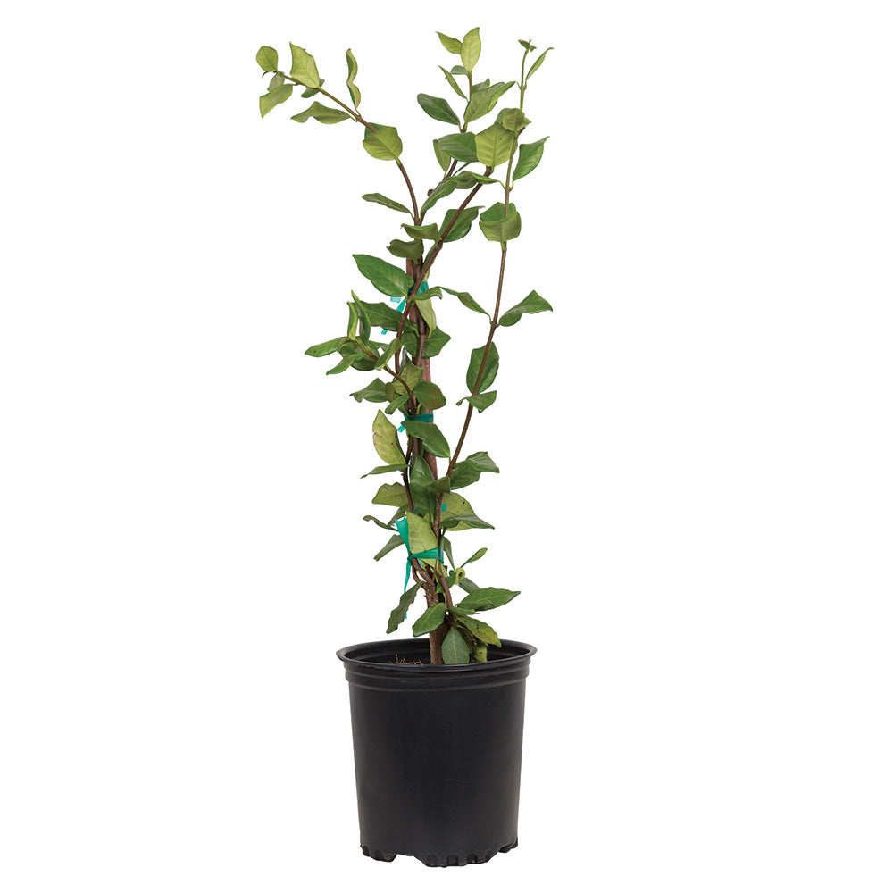 Large leaf star Jasmine vine for sale with large leaf foliage on a trellis in a black nursery pot