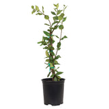 Large leaf star Jasmine vine for sale with large leaf foliage on a trellis in a black nursery pot