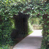 jasmine over a walkway perfect landscape arching vine