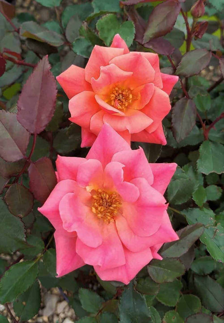 coral knock out rose blooms