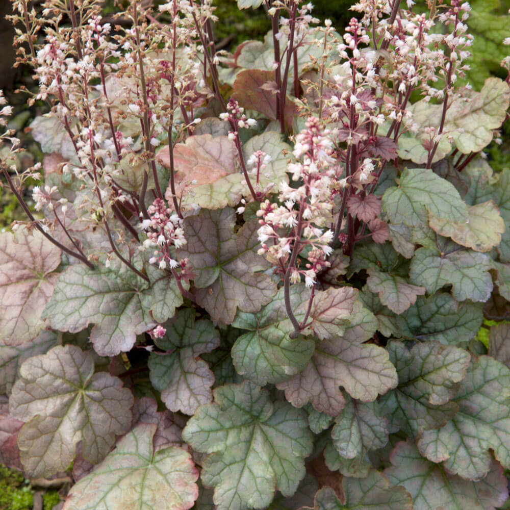 heucherella plants for sale online light pink flowers pale green to red foliage