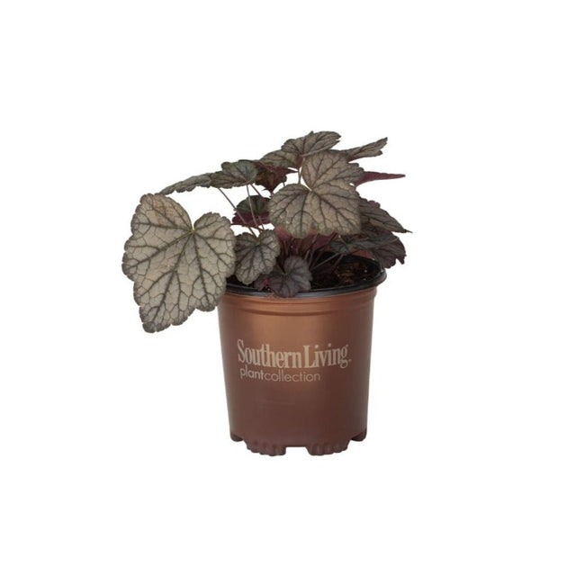 plantsbymail cracked ice heucherella for sale online 