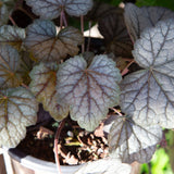 cracked ice spring foliage