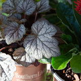 cracked ice heucherella for sale online 