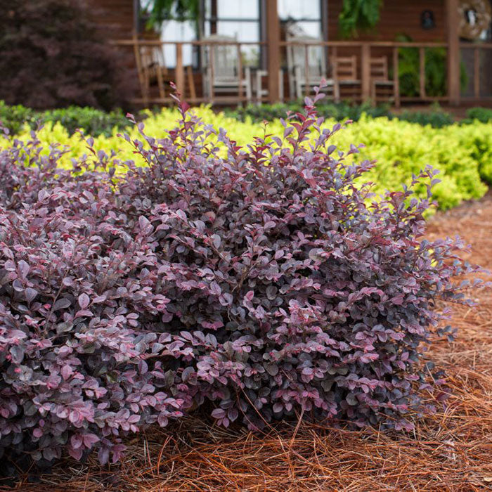 Crimson Fire Loropetalum bush in the landscape