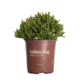 Dragon prince cryptomeria plant in a southern living plant pot