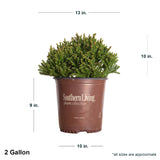 2 Gallon Dragon Prince Cryptomeria in southern living container showing dimensions
