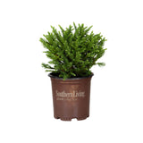 cryptomeria japonica dragon prince bonsai for sale