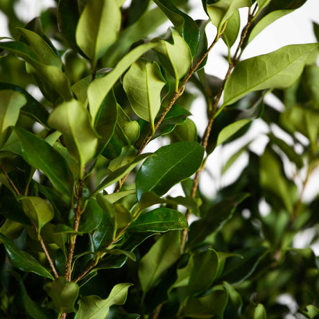 Foliage photo of the Adagio Maiden Grass