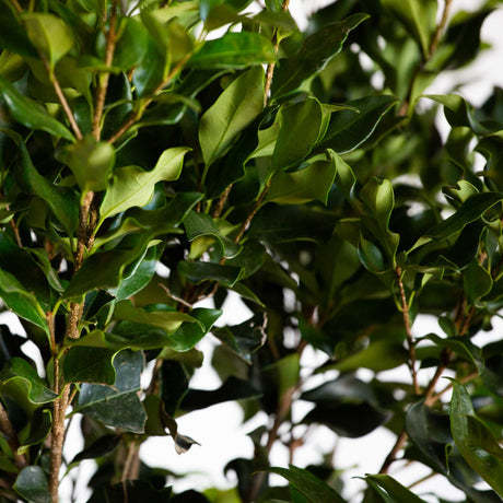 Foliage photo of the Adagio Maiden Grass