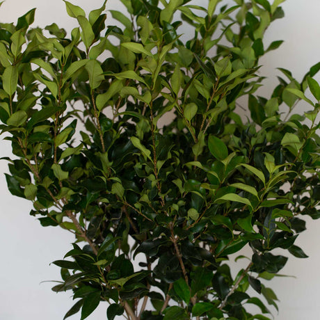 Wavy Leaf Privet dark green foliage