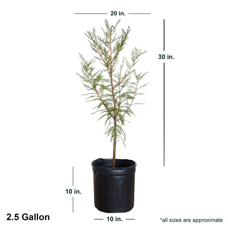 2.4 Gallon Bald Cypress tree in black container showing dimensions.