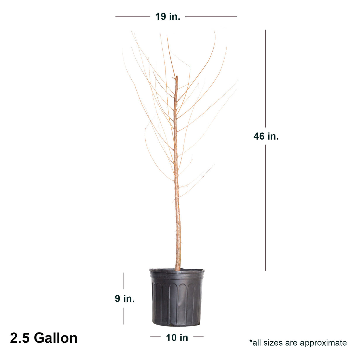 2.4 Gallon Bald Cypress Tree dormant in black container showing dimensions.