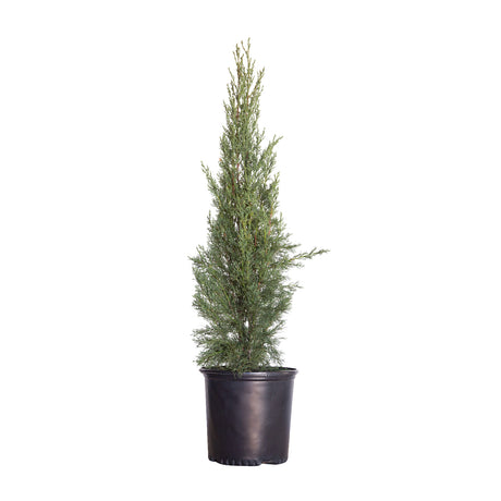 italian cypress trees for sale, green italian cypress tree in a black pot on a white background