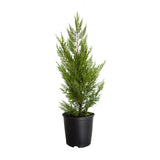 leyland cyprus privacy tree for sale, green leyland cypress tree in a black nursery pot on a white background.