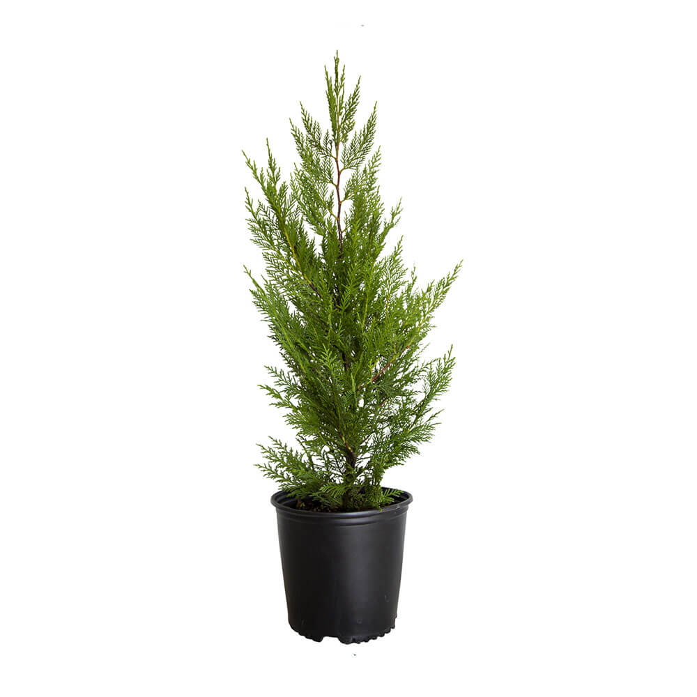 2.5 Gallon leyland cypress for sale privacy tree with green leyland cyprus tree in a black nursery pot on a white background.