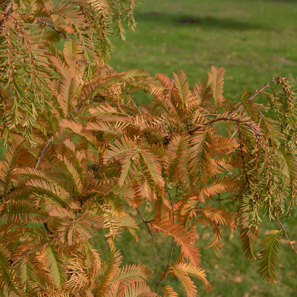 Closeup of Dawn Redwood Tree orange foliage