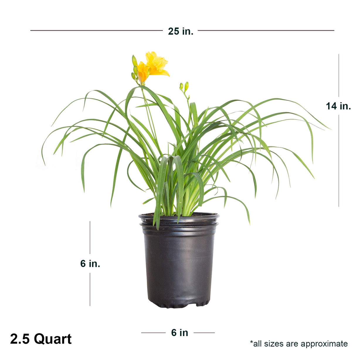 dimensions of the stella de oro daylily plant in a 2.5 quart black pot. Average dimensions are 25 inches wide by 14 inches tall.