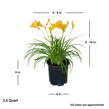 dimensions of the stella de oro daylily plant in a 2.5 quart black pot. Average dimensions are 25 inches wide by 14 inches tall.