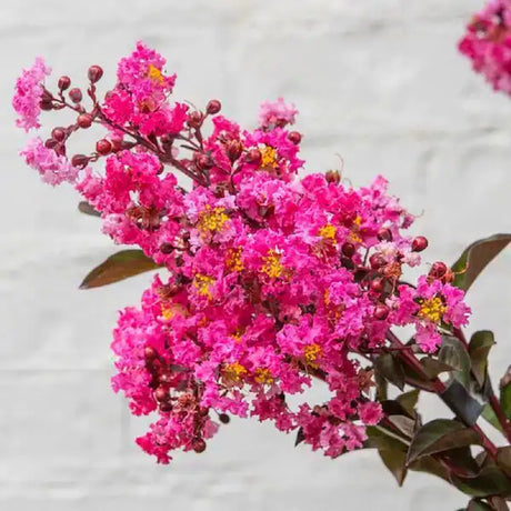Delta Crape Myrtle Pink Flower Closeup in front of white brick wall