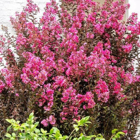 Delta Fusion Crape Myrtle Tree with pink flowers and burgundy leaves