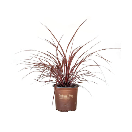 1.5 Gallon design a line cordyline plant for sale with burgundy foliage in a southern living plant collection pot on a white background