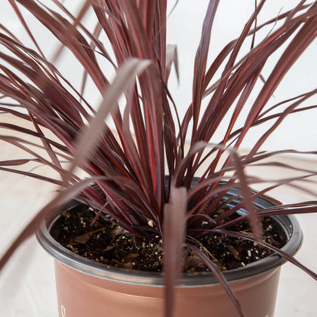 design a line cordyline purple foliage in a brown pot for sale