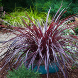 hardy outdoor perennial cordyline plant for sale planted in a blue container along a rock path