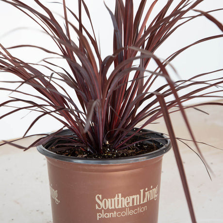 design a line cordyline for sale with burgundy leaves