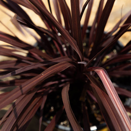 design a line cordyline for sale