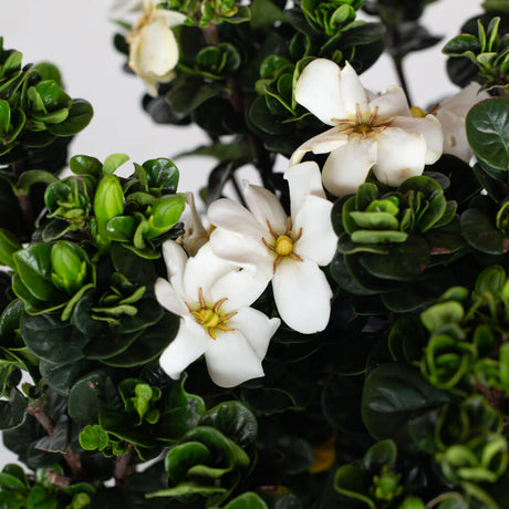 white gardenia plants fragrant flowers diamond spire gardenia