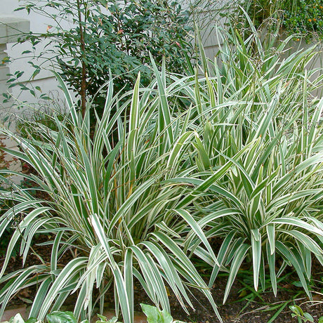 foundational grass plants dianella flax lily