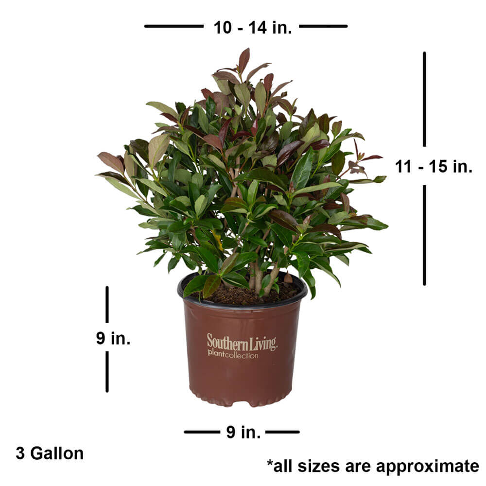 coppertop viburnum shrub dimensions