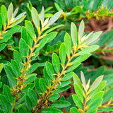 bayou bliss distylium green leaves for sale online