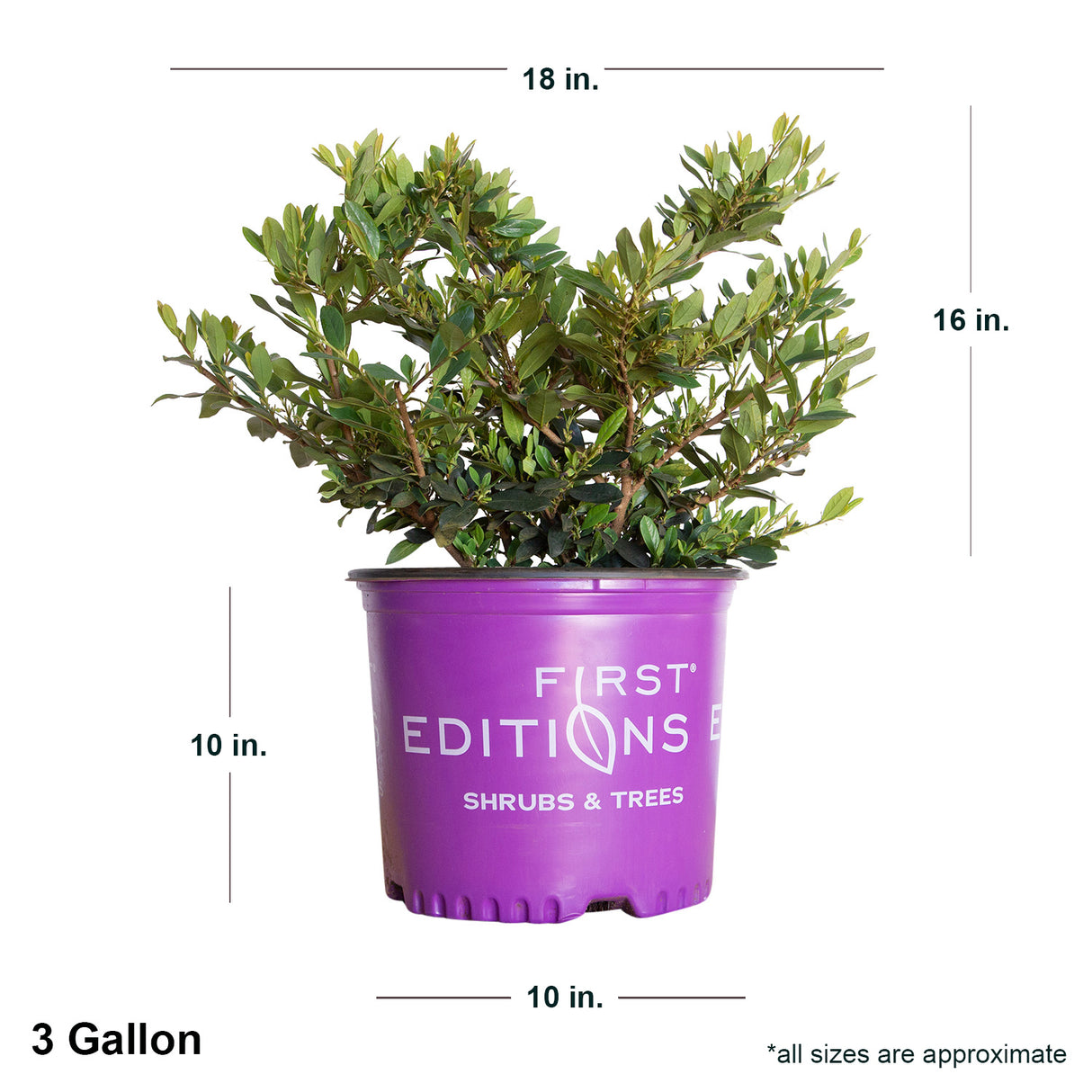 3 Gallon Coppertone first Editions Distylium in purple first Editions container showing dimensions