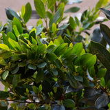 Glossy green foliage of distylium coppertone foliage