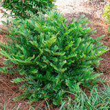 Bayou Bliss distylium planted in the landscape surrounded by pine straw