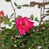 double knock out rose pink