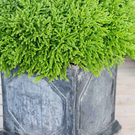 Dragon Prince Cryptomeria in decorative stone container planting