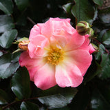 rose peach drift rose for sale
