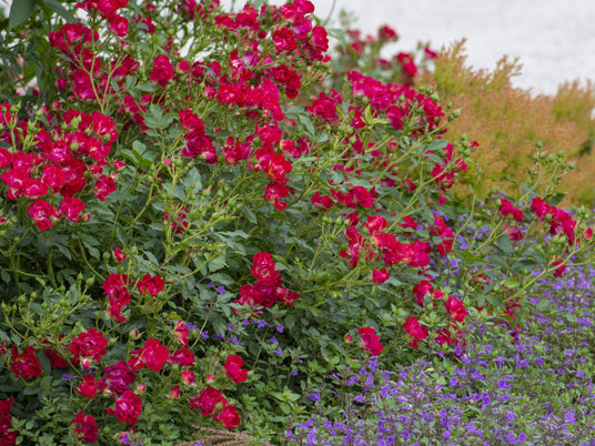 Red drift rose bush in the landscape in front of purple flowers