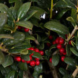 Dwarf Burford Holly red berries and green foliage