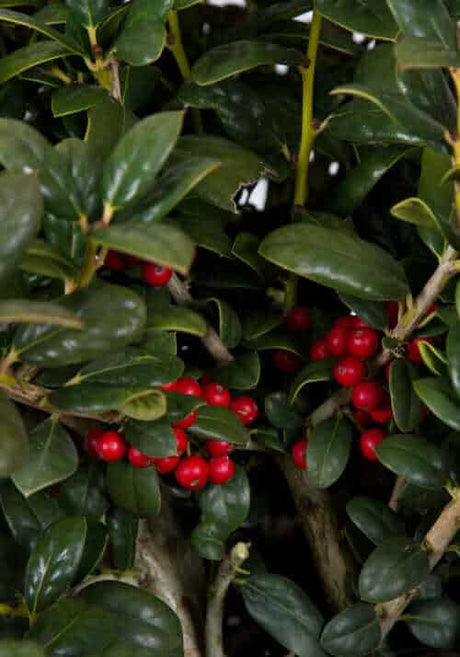Dwarf Burford Holly red berries and green foliage