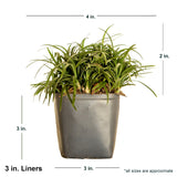 3 inch Dwarf Mondo grass liner in black container showing dimensions